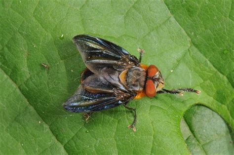 Phasia Hemiptera Photo Image 82456