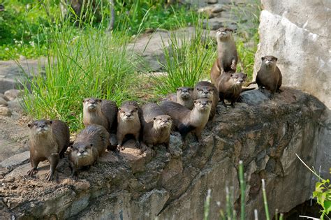 Asian small-clawed otters (Amblonyx cinereus) | Smithsonian Institution