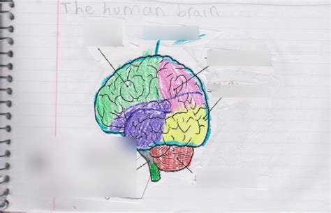 The Human Brain Diagram Quizlet