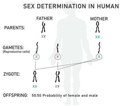 2 Thousand Determination Sex Royalty Free Images Stock Photos