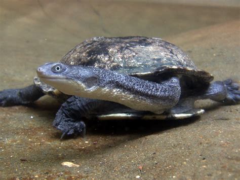 Snake-necked Turtle | Alexandria Zoo