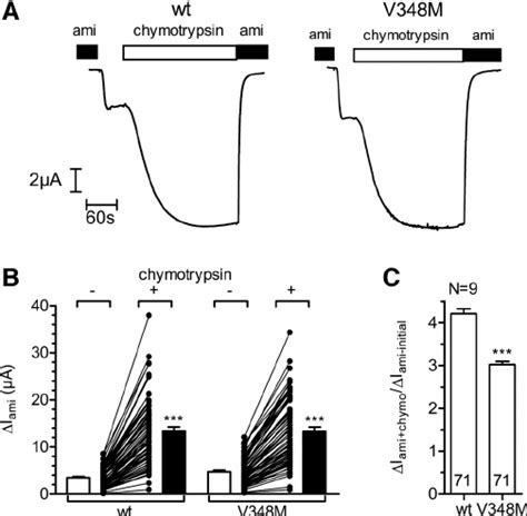 Stimulatory Effect Of S On Mutant Enac Is Reduced A