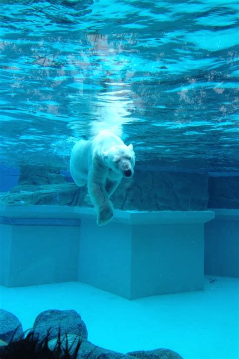 Polar bear-Lincoln park zoo | Chicago fun, Lincoln park zoo, Chicago travel