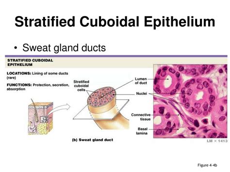 Stratified Cuboidal Epithelium Sweat Gland