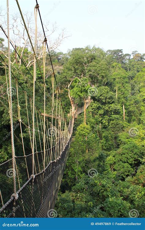 Kakum National Park Stock Image Image Of Africa Ghana 49497869