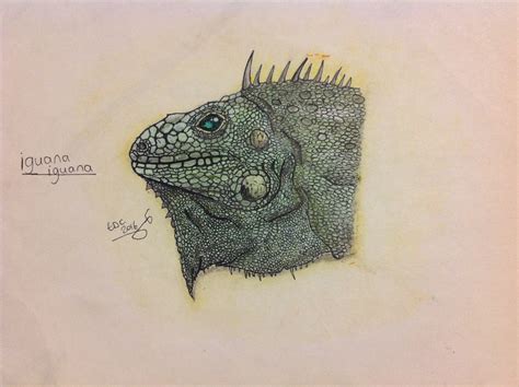 Green Iguana By Tdc Art7 On Deviantart