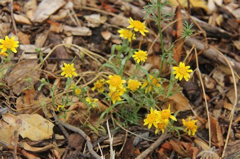 Lasthenia Californica California Goldfields Larner Seeds