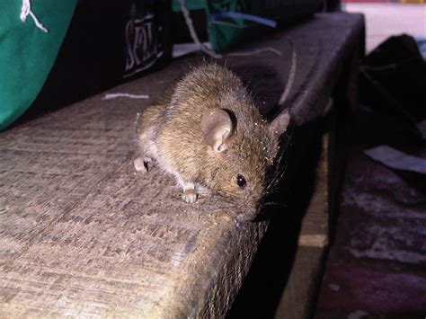 House Mouse Suffolk Pest Control Company