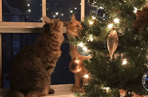 Sweet Kissing Kittens Remind Us What The Holidays Are All About