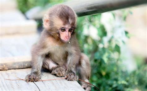 Download Sitting Cute Monkey Photo Wallpaper