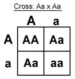 Punnett Squares and Dihybrid Crosses - GENETIC Power