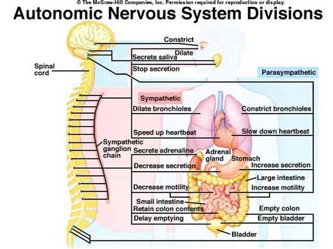 12 Cranial Nerves Acronym Autonomic Nervous System Autonomic Nervous