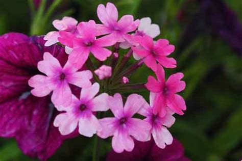 Verbena Plants The Ultimate Growing Guide St Louis Explorer