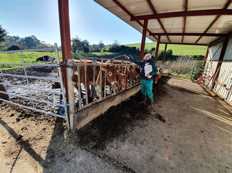 Millones En Ayudas Por La Sequ A Para Ganaderos C Ntabros