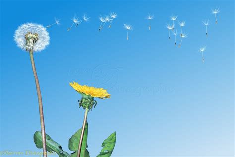 Dandelion with seeds blowing off photo - WP00101