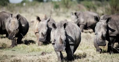 Afrique du Sud le plus grand élevage mondial de rhinocéros sauvé par