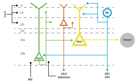 Figure 4 from Architecture of the Entorhinal Cortex A Review of ...