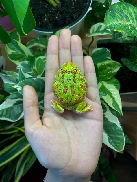 Pacman Frog Artofit