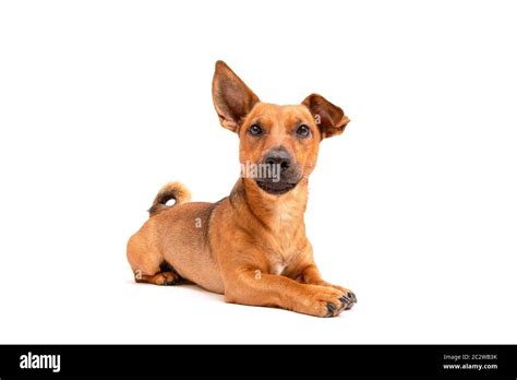 How Big Do Jack Russell Terrier Chihuahua Mix Get