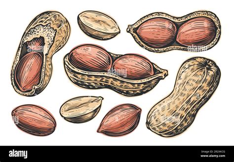 Peanut Set Isolated Groundnuts Vector Hand Drawn Nuts Illustration