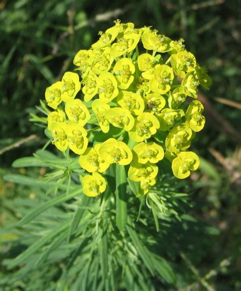 Cypress Spurge Euphorbia Cyparissias Growing Guides