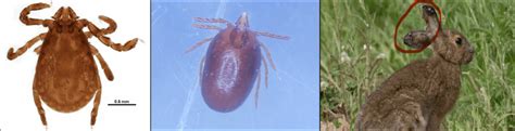 7 Types Of Ticks Found In Wisconsin Id Guide Bird Watching Hq