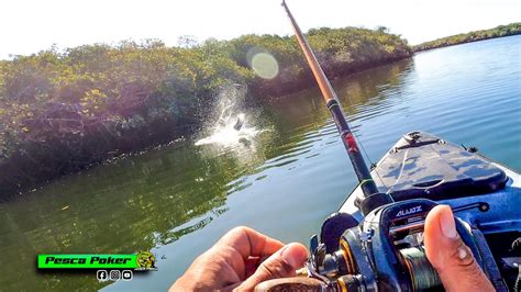 Increibles Peleas De Robalos Pesca De Pargos Y Robalos En El Estero