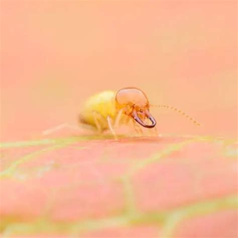 What Do Baby Termites Look Like? - NM Pest Control