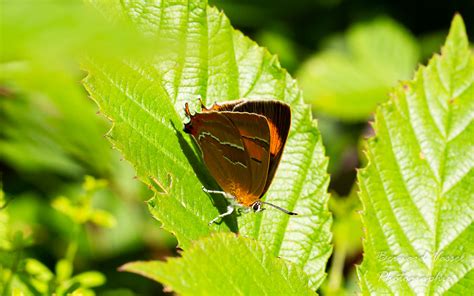 Papillon Th Cla Du Bouleau Bernard Vassel Flickr