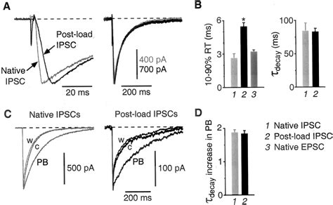 Presynaptically Silent Gaba Synapses In Hippocampus Journal Of