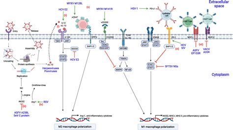 Frontiers Modulation Of Macrophage Polarization By Viruses Turning