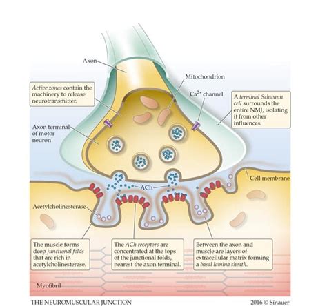 The Neuromuscular Junction From The Collection Of Guild Of Natural