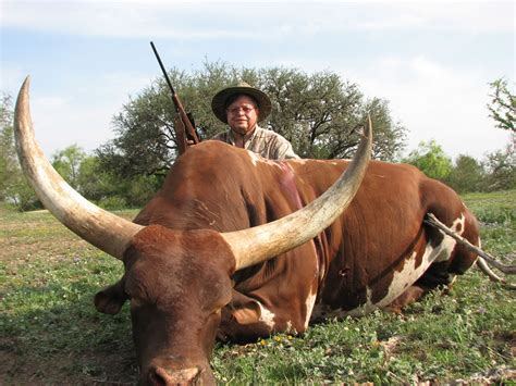 Watusi Hunt : Dan Moody Texas Hunting Guide Services