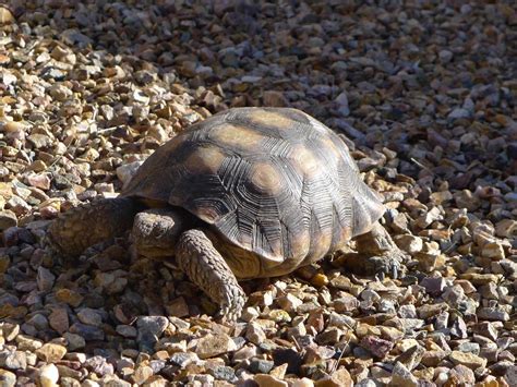 Morafkas Desert Tortoise Phoenix Zoo Arizona Trail · Naturalista