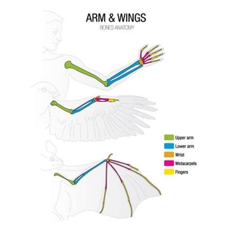 Bird Anatomy Complete Guide Including Feet Skeleton And Wings