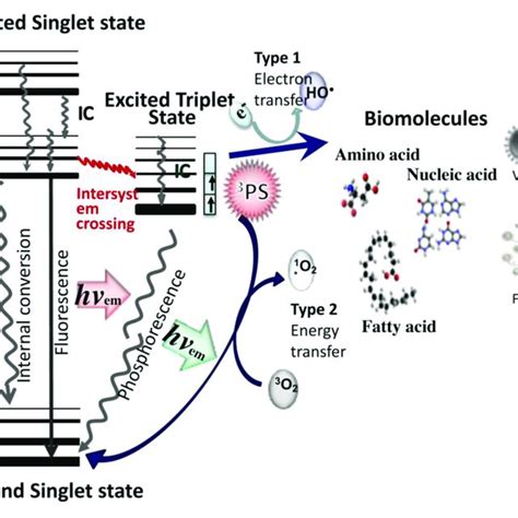 Pdf Antimicrobial Photodynamic Therapy To Control Clinically Relevant