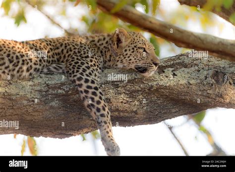 Cute Leopard Hi Res Stock Photography And Images Alamy