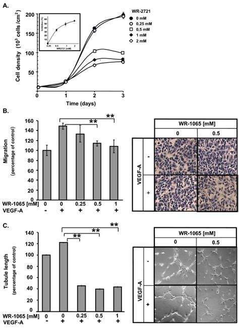 Amifostine Inhibits Human Umbilcal Vein Endothelial Cells HUVEC