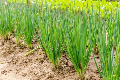 Como Plantar Cebolinha Passo A Passo Cuidados E Truques