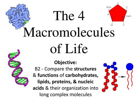 Four Macromolecules
