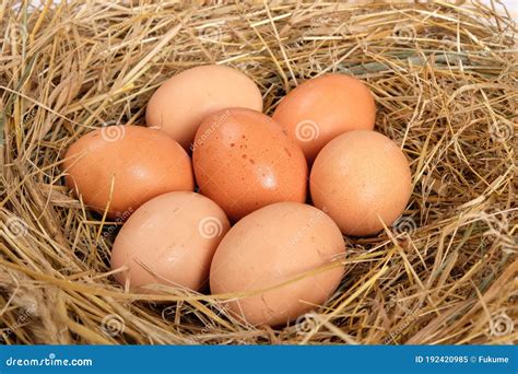 Huevos En Un Nido De Gallina Cerca Imagen De Archivo Imagen De Cesta