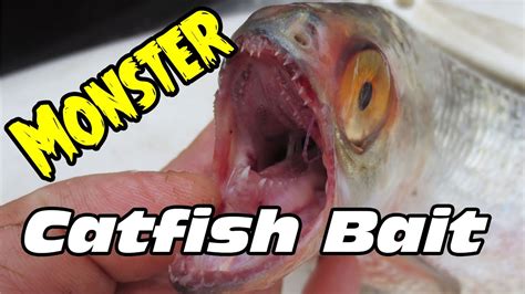 How To Catch Bait For Trophy Size Catfishtooth Herring Youtube