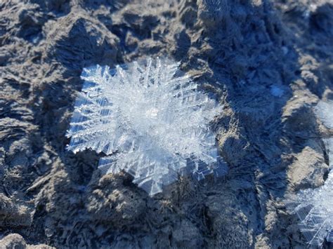 Bello Fiocco Di Neve Su Neve Reale All Aperto Inverno Immagine Stock