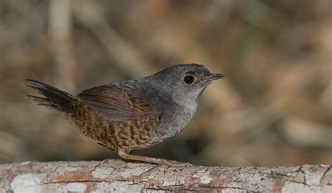 Foto Tapaculo Da Chapada Diamantina Scytalopus Diamantinensis Por