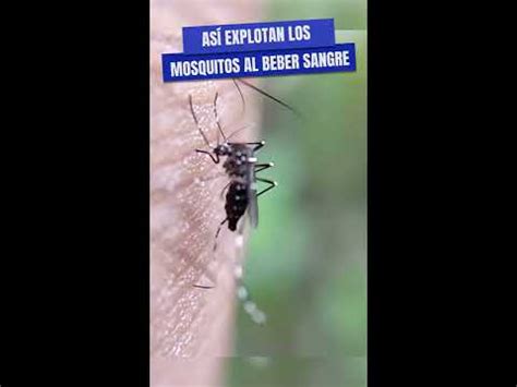 Los Mosquitos Explotan Bebiendo Sangre Youtube