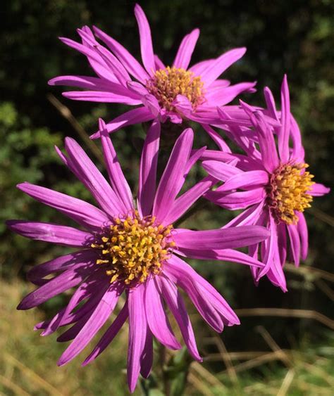 Aster amellus 'Brilliant' – Ballyrobert Gardens