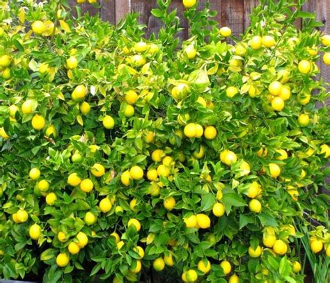 Citrus Lemon Meyer Meyer Lemon Leafland Quality Specimen Trees Meyer Lemon Tree