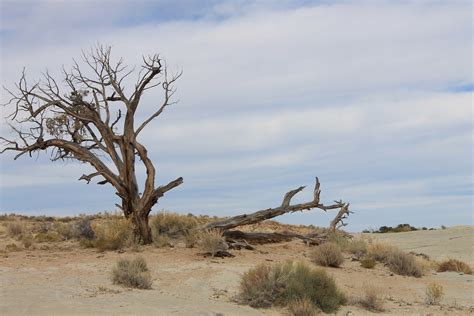 Free Images Landscape Sea Coast Tree Nature Outdoor Sand Rock