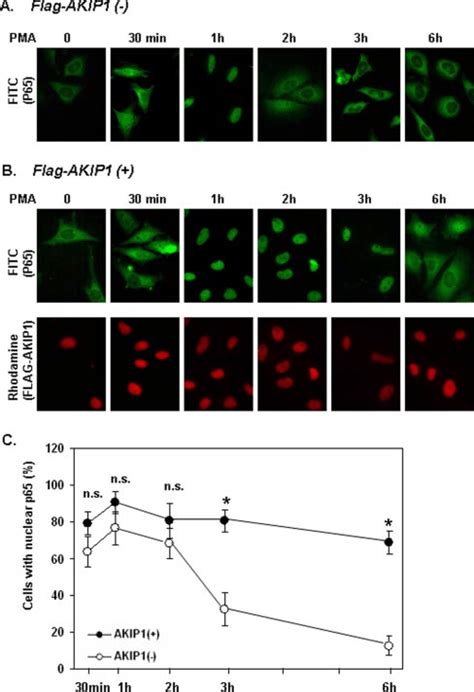 Induction Of P Nuclear Retention By Akip And Its Colocalization With