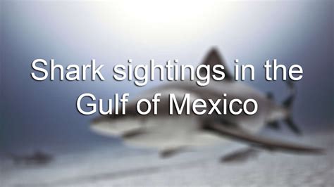 Sharks In The Gulf